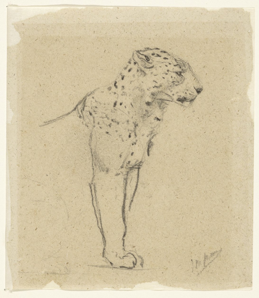 Studie av en stående leopard av John Macallan Swan
