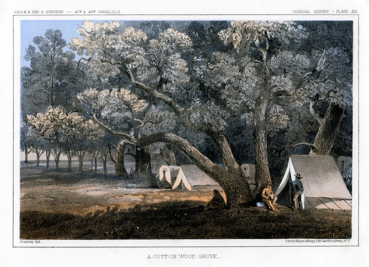 A Cotton Wood Grove, 1856 av John Mix Stanley