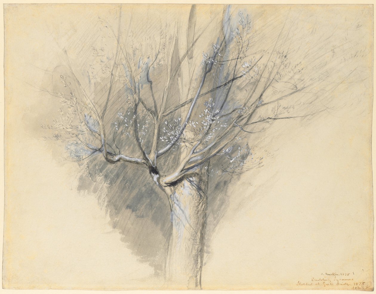 Spirende Sycamore av John Ruskin