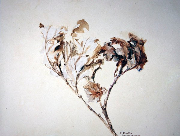 Studie av eikeblader av John Ruskin