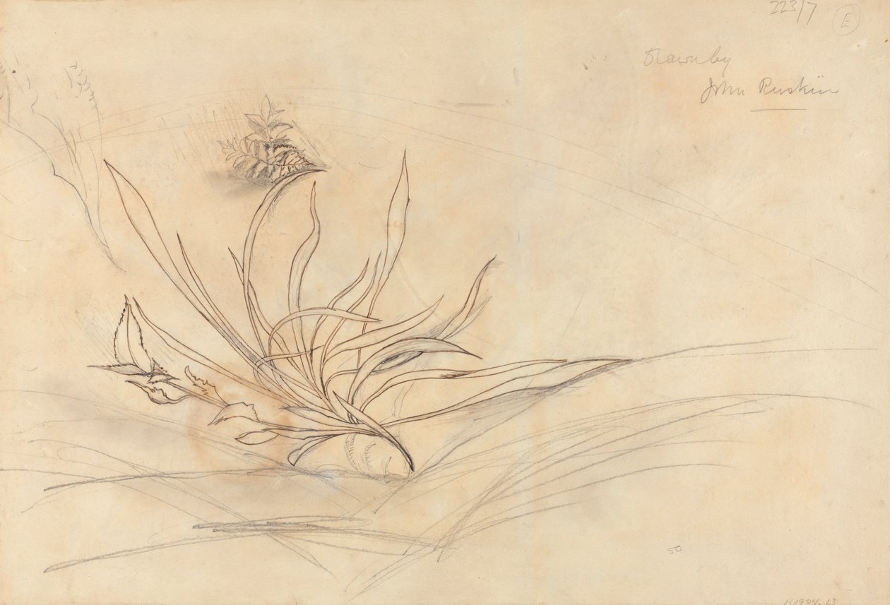 The Rocky Bank of a River av John Ruskin