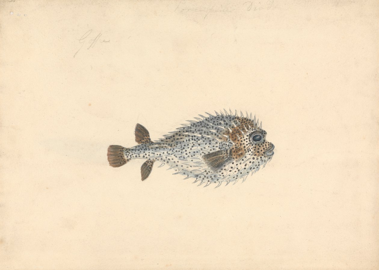 En pinnsvinfisk av John Smart