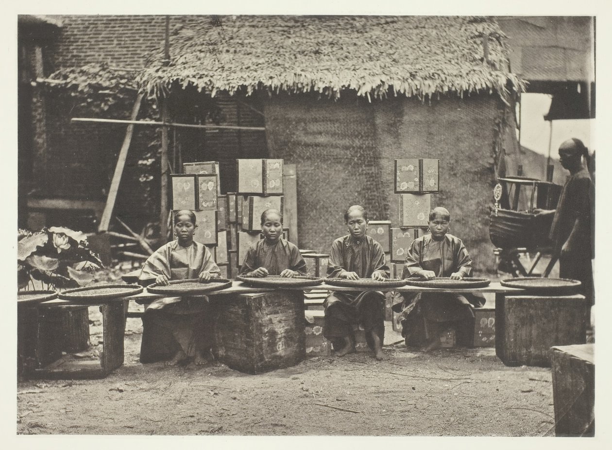 Teplukking i Canton, ca. 1868. av John Thomson