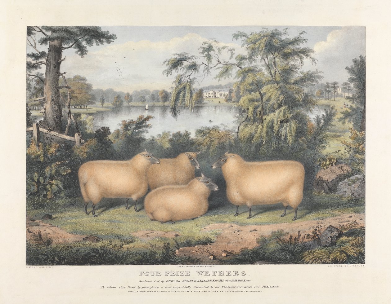 Fire Premie Wethers av John West Giles