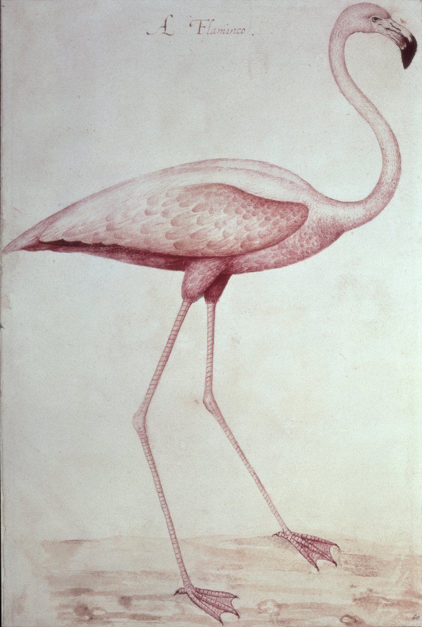 Flamingo (tegning) av John White