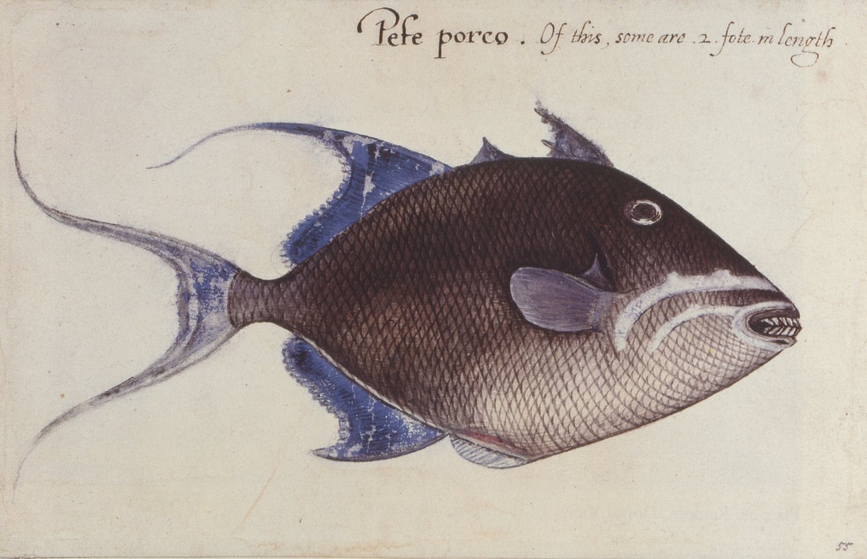 Trigger-Fish av John White