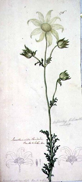 Flanellblomst, actinotus helianthe labill av John William Lewin