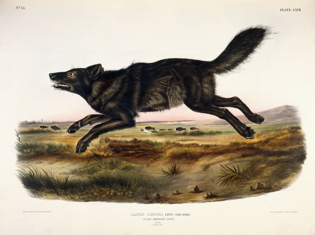 Svart amerikansk ulv, mann, 1845 av John Woodhouse Audubon