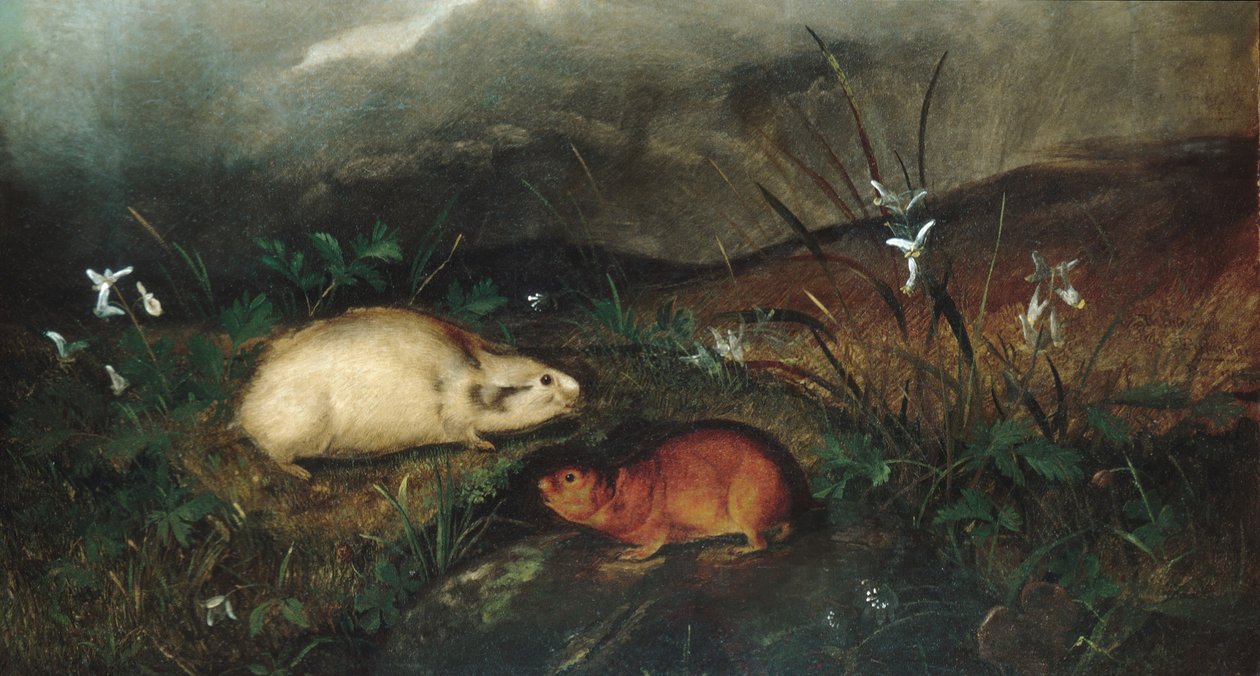 Hudsons Bay Lemming, 1846. av John Woodhouse Audubon