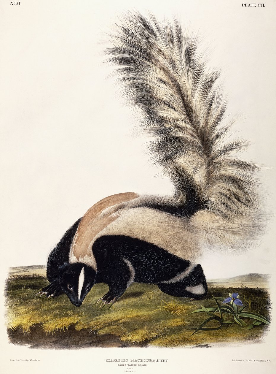 Storhalet skunk, 1846 av John Woodhouse Audubon