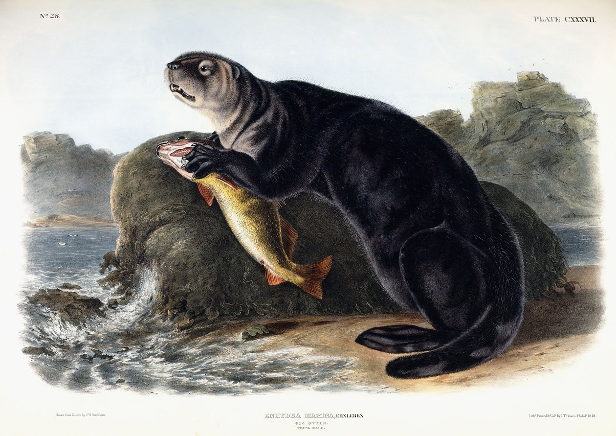 Sea Otter, ung mann, 1848 av John Woodhouse Audubon