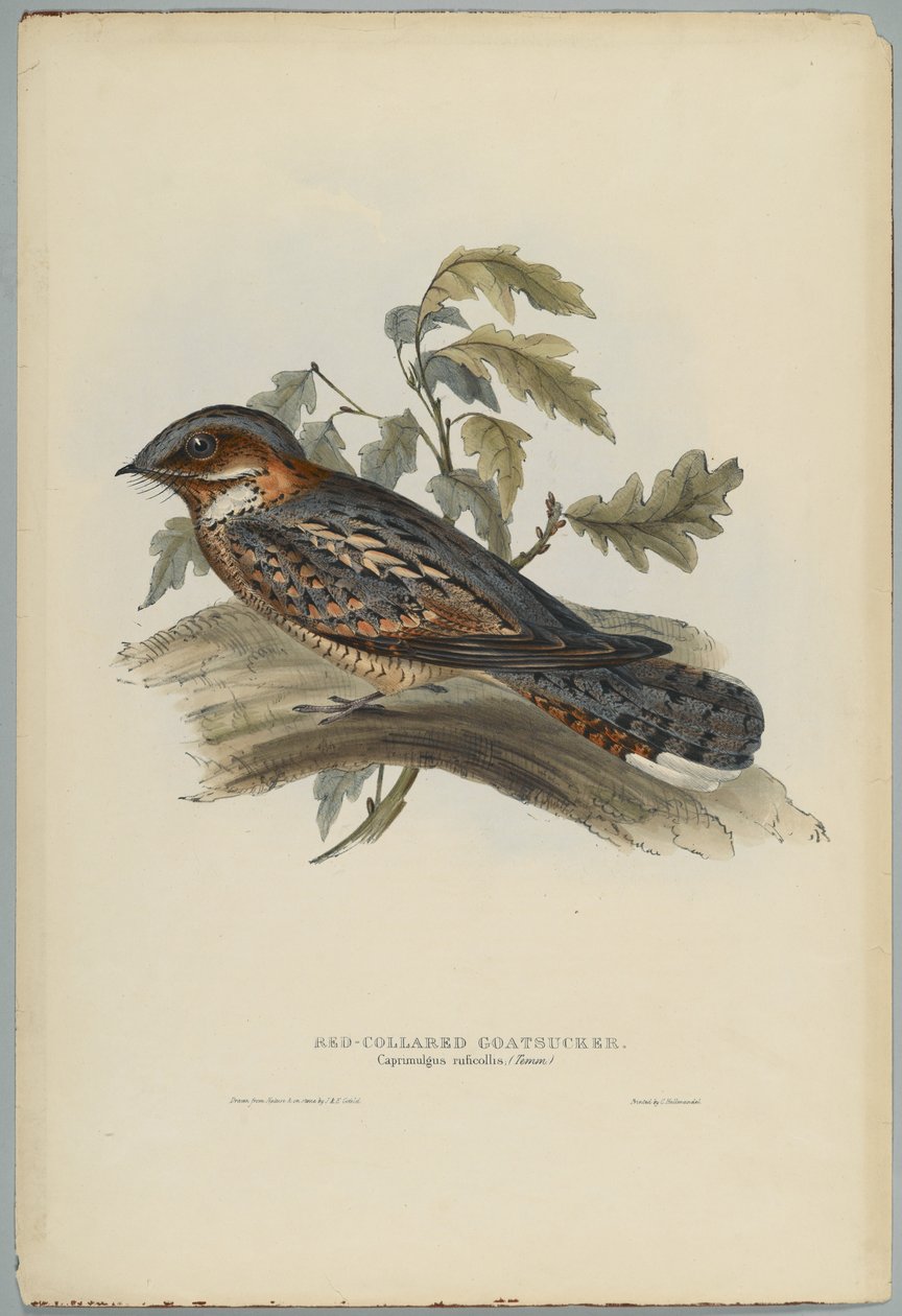 Caprimulgus Ruficollis av John after Gould