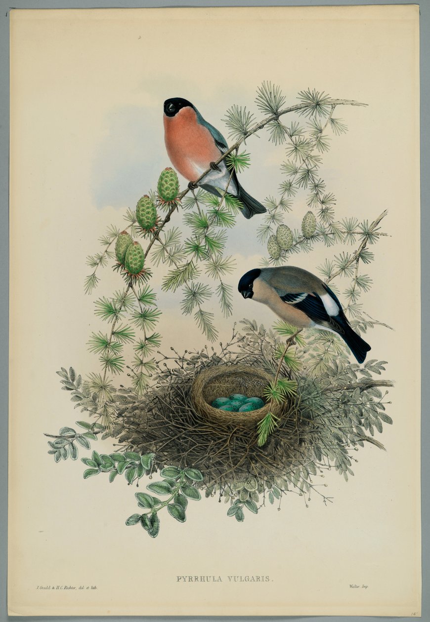 Ukjent bilde av John after Gould