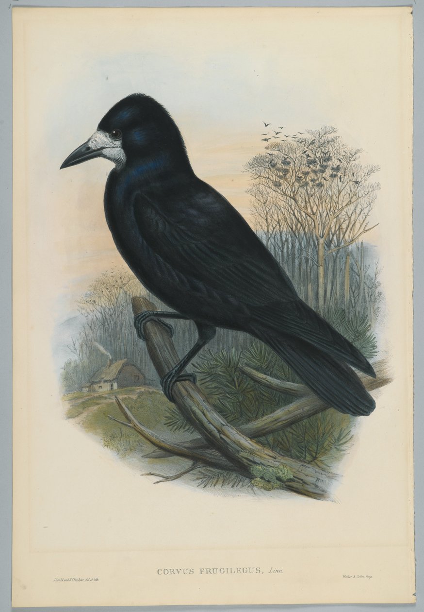 Ukjent bilde av John after Gould