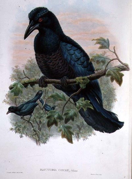 Krøllete Manucode av John and Hart, William Gould