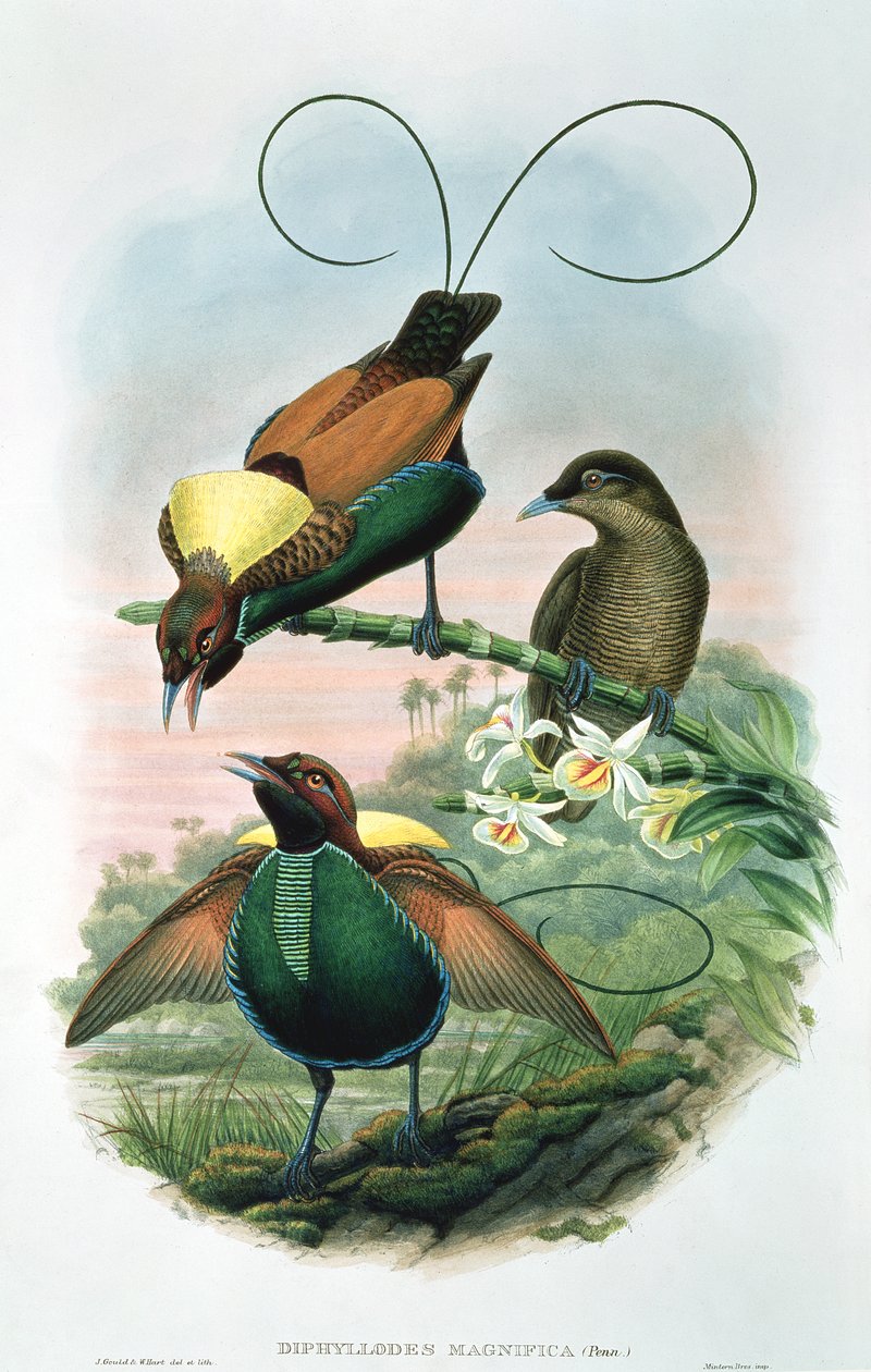 Diphyllodes magnificus av John and Hart, William Gould