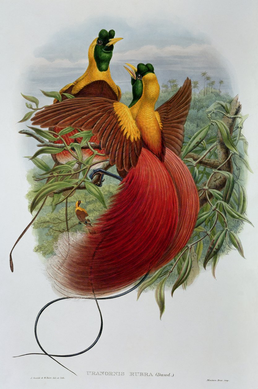 Uranornis Rubra av John and Hart, William Gould