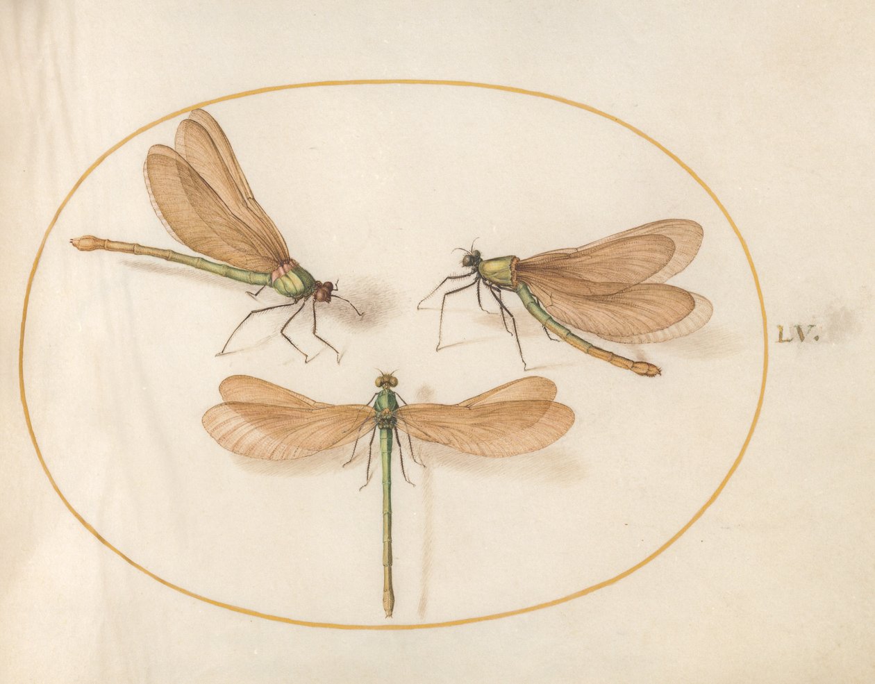 Dragonfly, ca. 1575-80 av Joris Hoefnagel