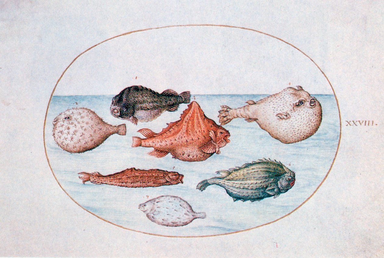 Fisk, 1500-tallet av Joris Hoefnagel
