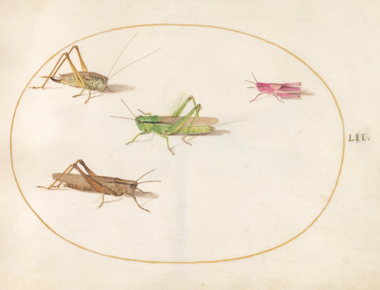 Insekter, ca. 1575-80 av Joris Hoefnagel