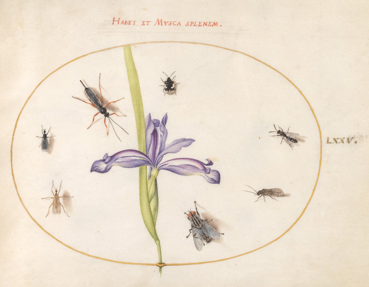 Insekter, ca. 1575-80 av Joris Hoefnagel