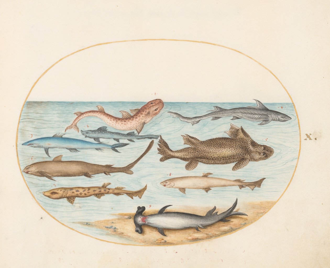 Plate 10: Ni haier av Joris Hoefnagel