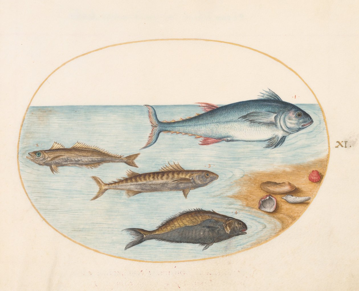 Tallerken 11: Fire fisk og skjell av Joris Hoefnagel