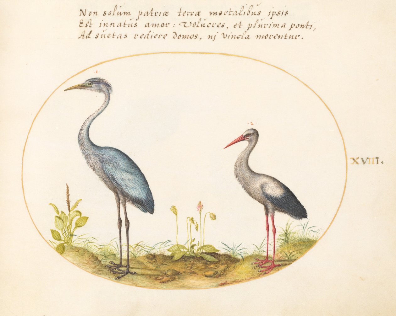 Plate 18: Hegre og stork av Joris Hoefnagel