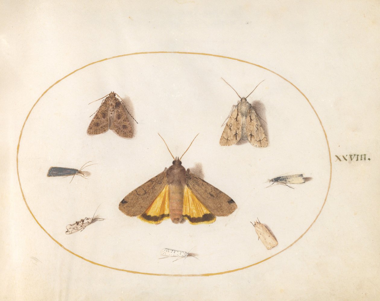 Plate 28: Åtte møll av Joris Hoefnagel
