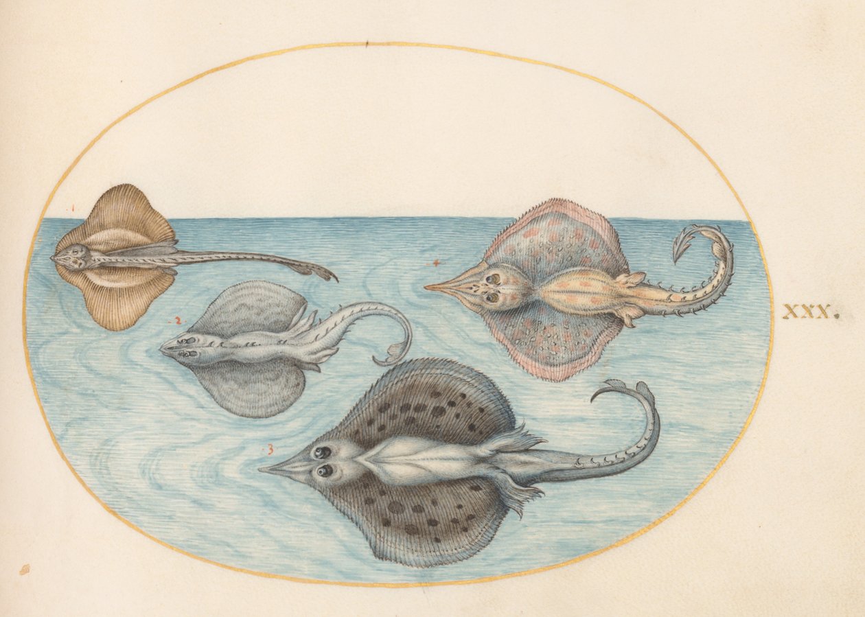 Plate 30: Fire stråler av Joris Hoefnagel