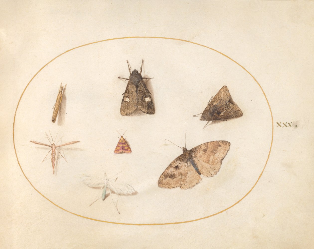 Plate 30: Seven Moths av Joris Hoefnagel
