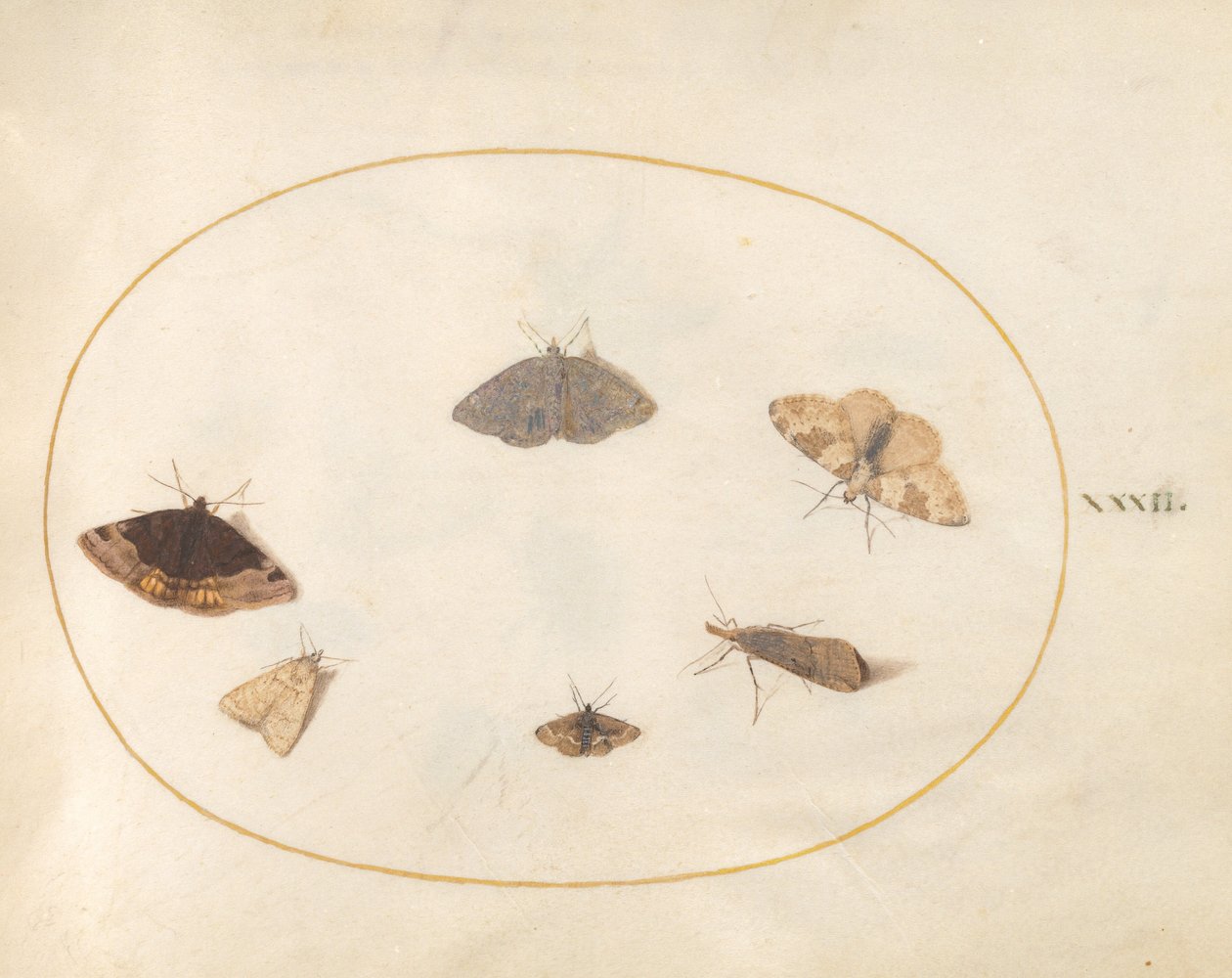 Plate 32: Seks måneder av Joris Hoefnagel