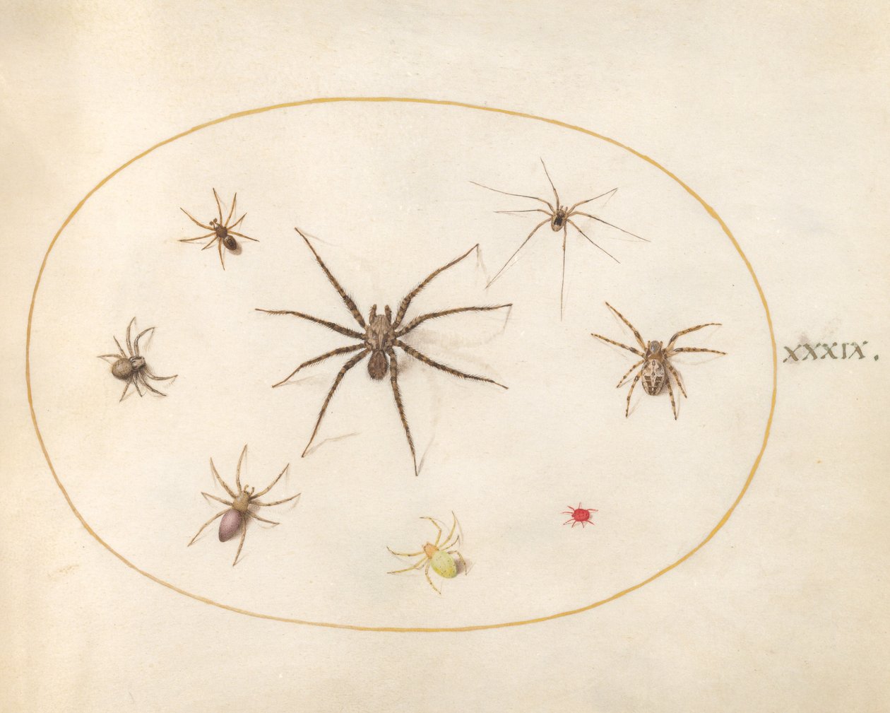 Plate 39: Åtte edderkopper av Joris Hoefnagel