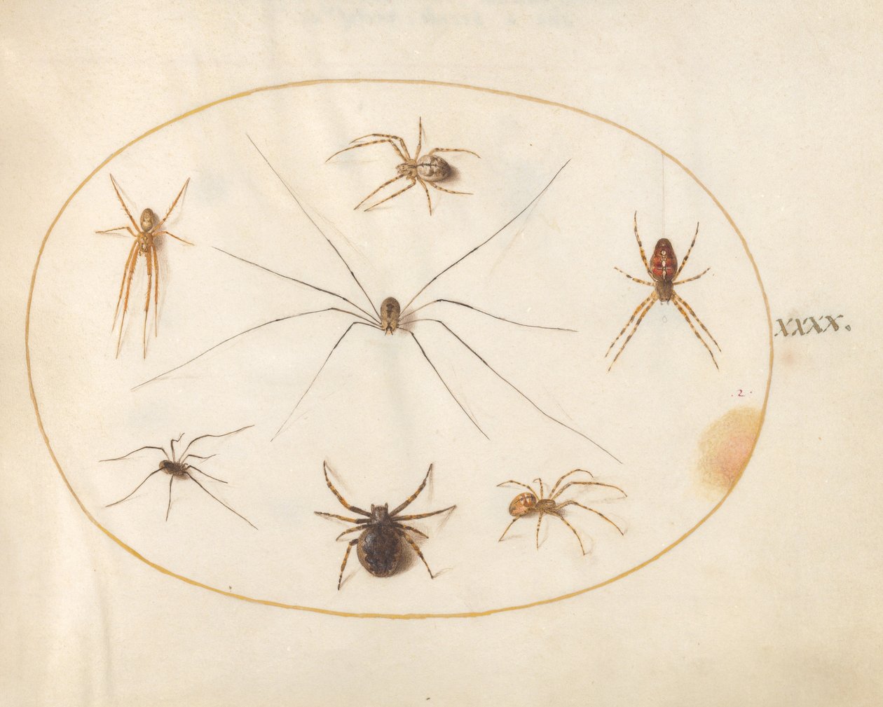 Plate 40: Åtte edderkopper av Joris Hoefnagel