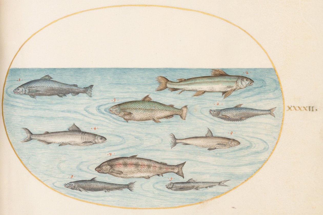 Tallerken 42: Ni fisk av Joris Hoefnagel