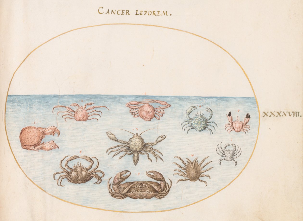 Plate 48: Ti krabber av Joris Hoefnagel