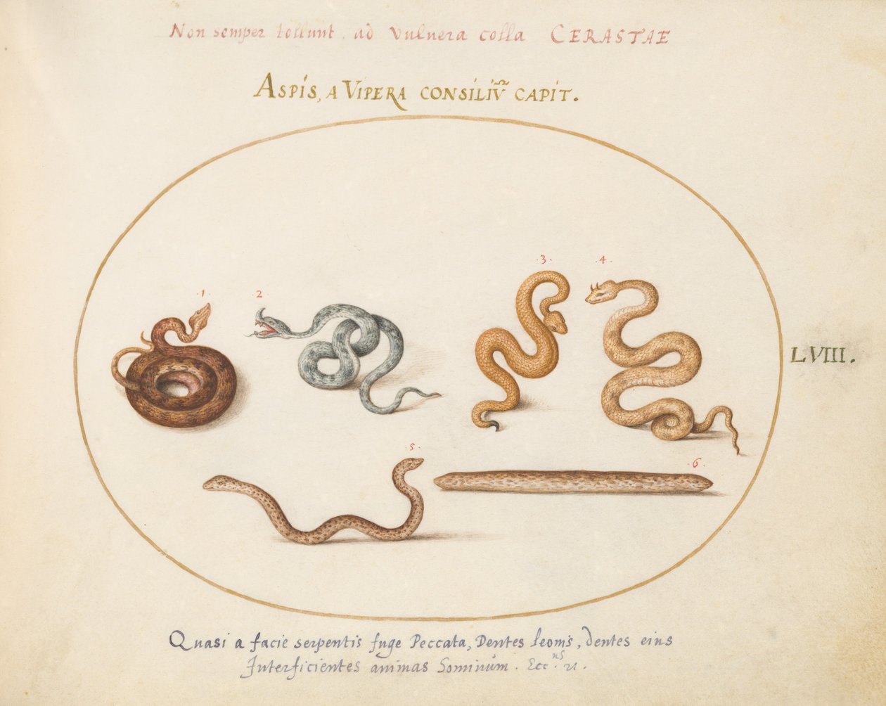 Plate 58: Asps og Vipers av Joris Hoefnagel