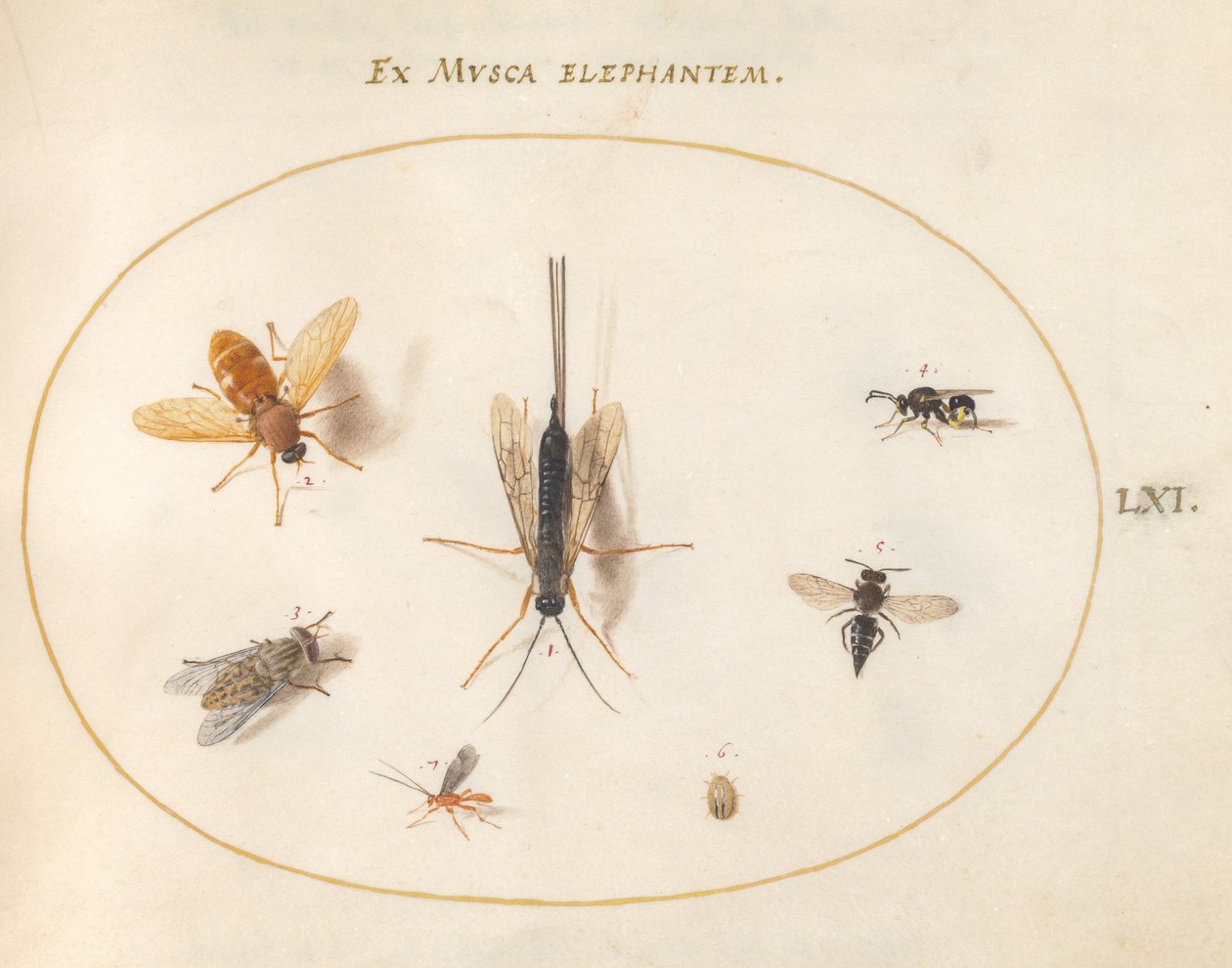 Plate 61: Syv insekter, inkludert fluer av Joris Hoefnagel