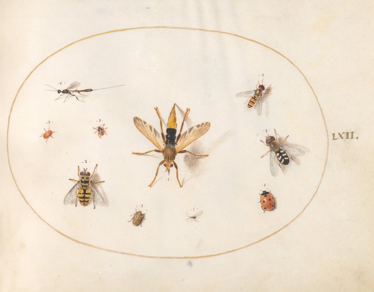 Plate 62: Ti insekter av Joris Hoefnagel