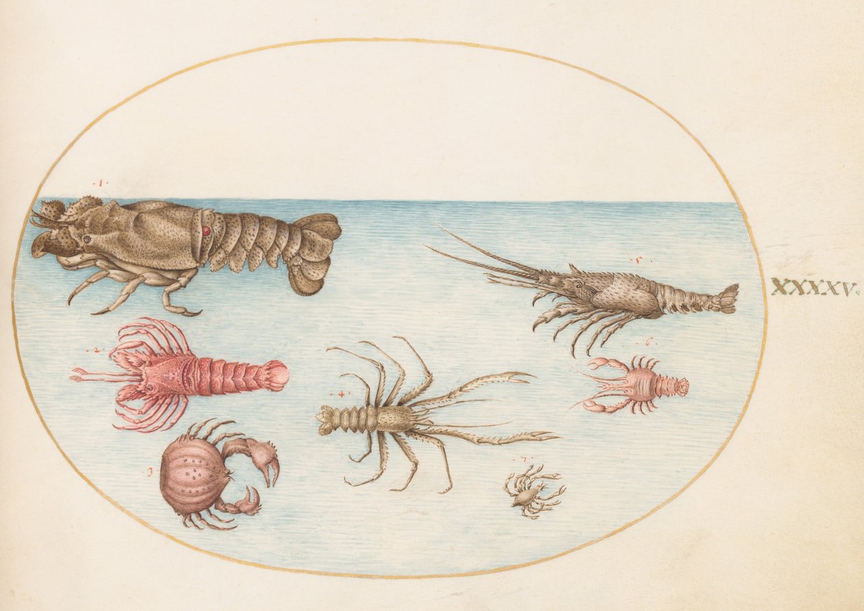 Skalldyr, ca. 1575-80 av Joris Hoefnagel