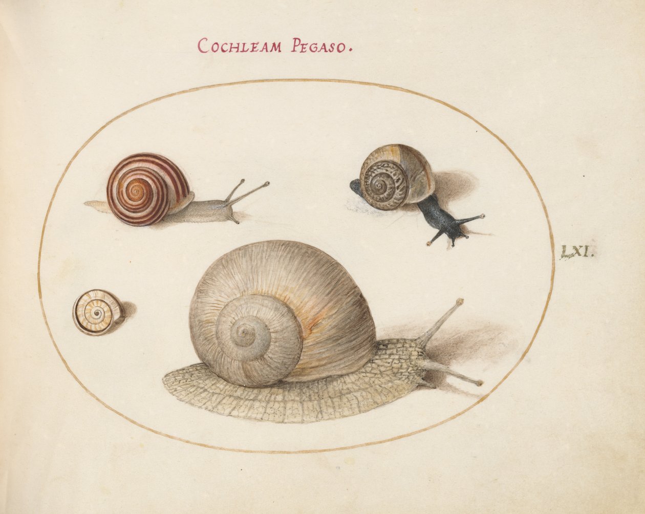 Snegl, ca. 1575-80 av Joris Hoefnagel