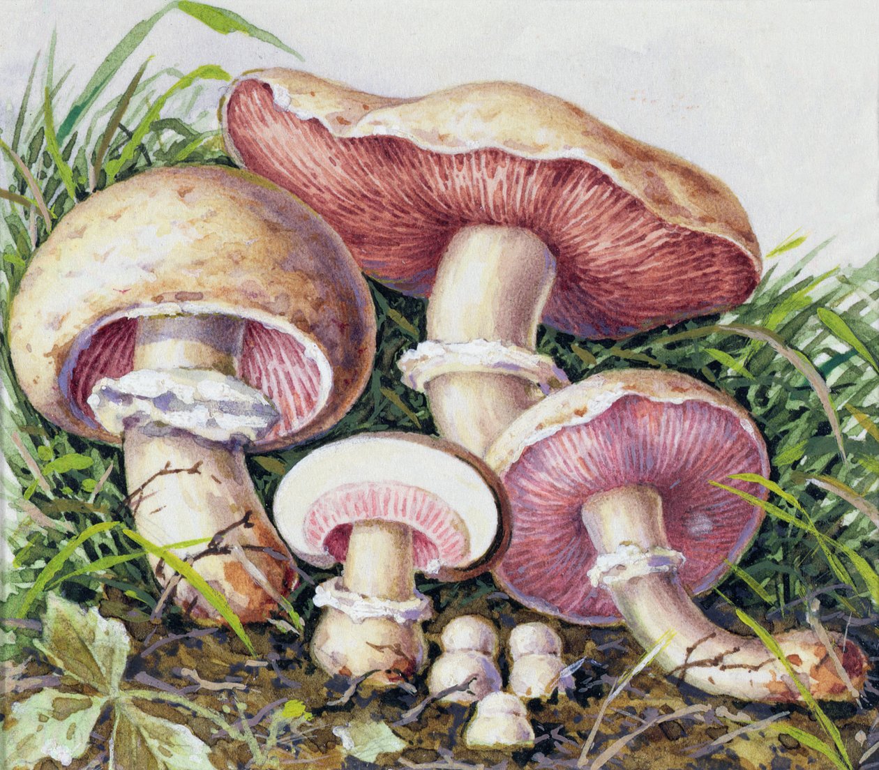 Studie av sopp av Josef Fleischmann