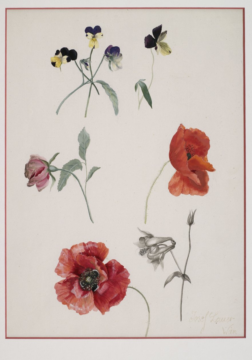 blomst av Josef Lauer