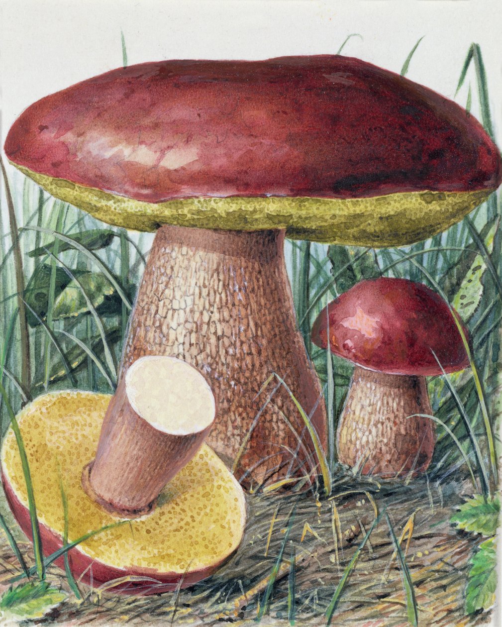 Studie av sopp av Josef Fleischmann