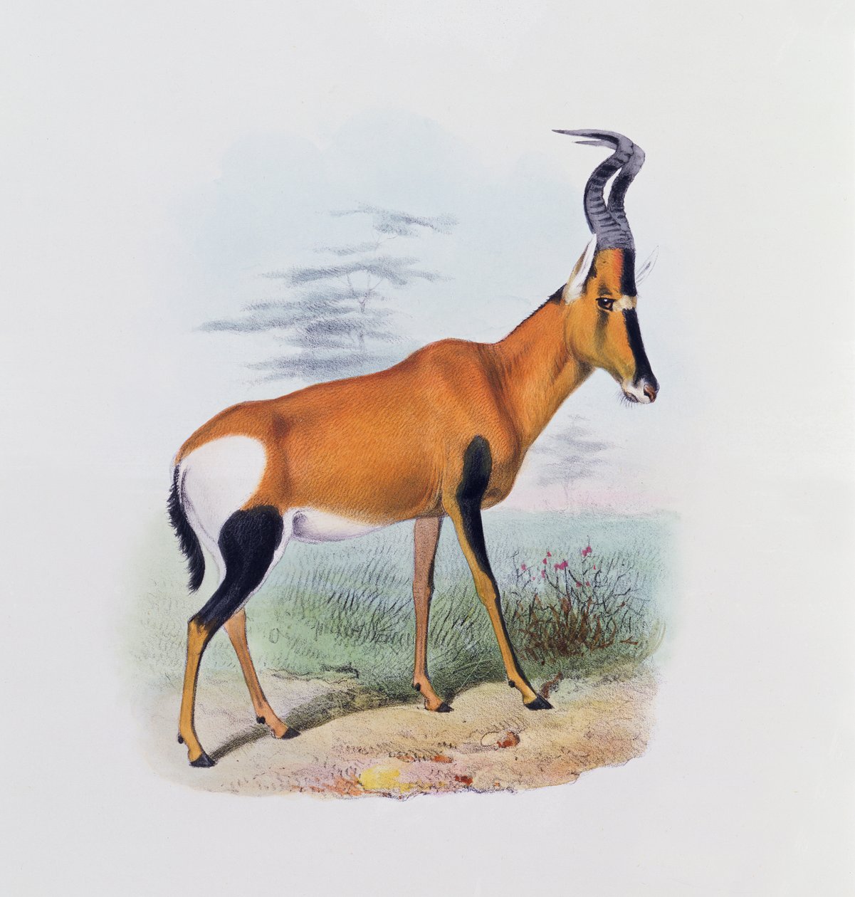 Antilope, fra "Antelopes bok", av Joseph Smit