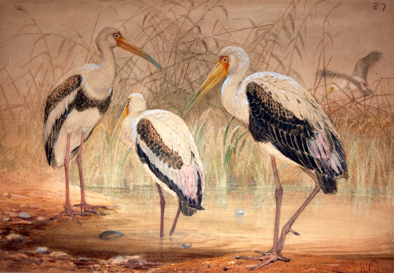 Afrikansk Tantalus (Pseudotantalus ibis), 1856-67 (wc og blyant på papir) av Joseph Wolf