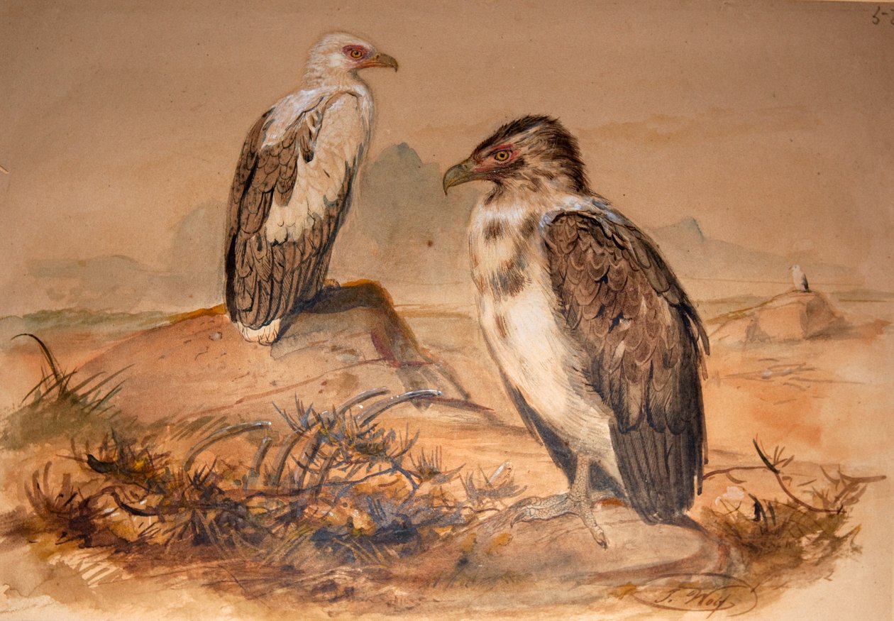 Angola gribb (Gypohierax angolensis), 1856-67 av Joseph Wolf