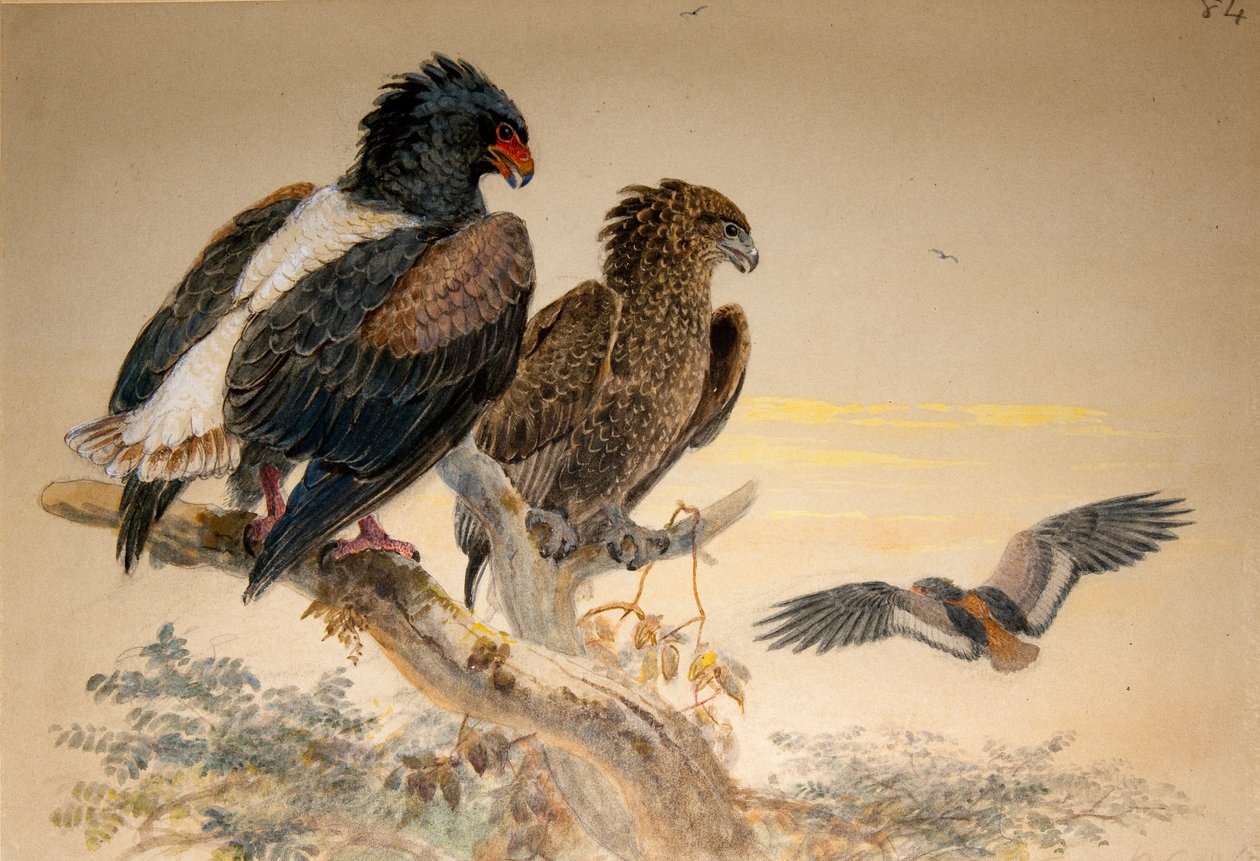 Bateleur Eagle (Helotarsus ecaudatus), 1856-67 (wc og blyant på papir) av Joseph Wolf