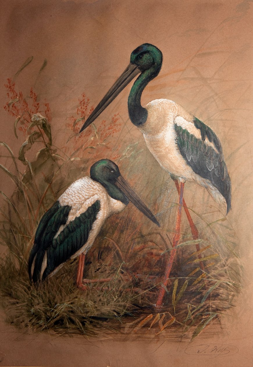 Svarthalset stork (Xenorhynchus australis), 1856-67 av Joseph Wolf