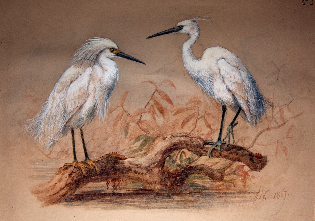 Egrets (Ardea candidissima: Arda garzetta), 1867 (wc og blyant på papir) av Joseph Wolf